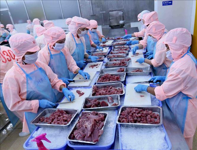 Công ty Cổ phần Bá Hải (Phú Yên) xuất khẩu được hơn 5 nghìn tấn sản phẩm -  Ảnh thời sự trong nước - Kinh tế - Thông tấn xã Việt Nam (TTXVN)
