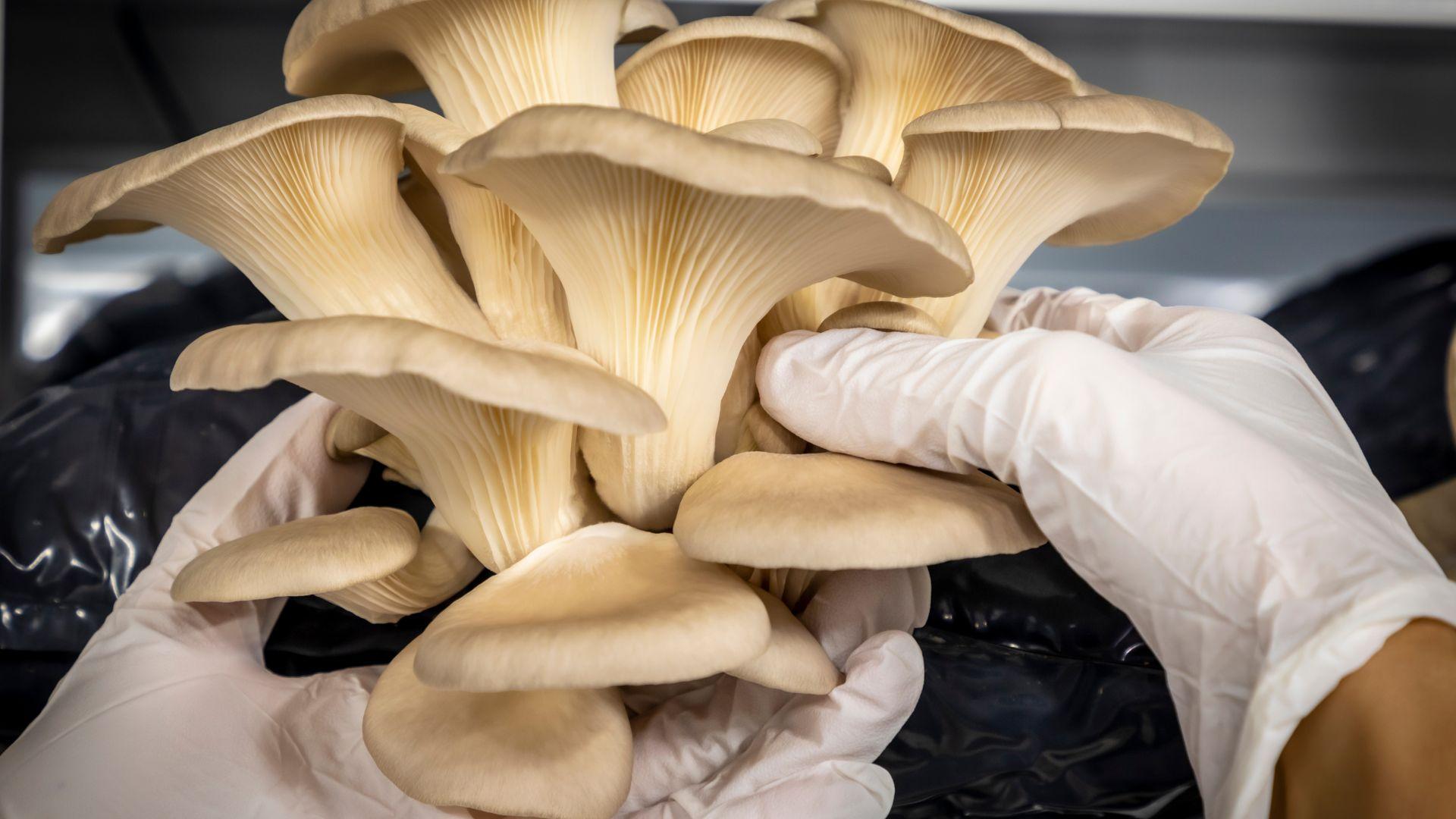 Nghề trồng nấm trở thành con đường khởi nghiệp xanh, bền vững, đầy triển vọng Khởi nghiệp dễ dàng từ nghề trồng nấm 1