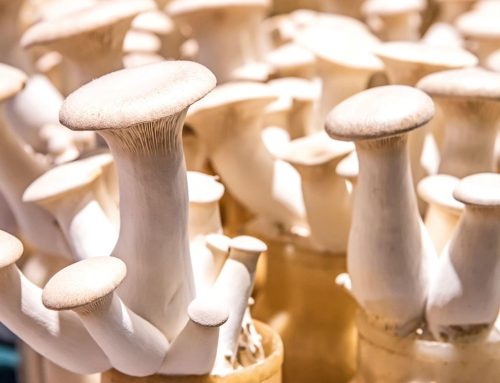 Khởi nghiệp dễ dàng từ nghề trồng nấm