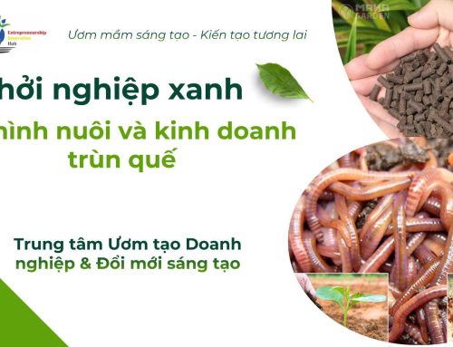 Khơi nguồn ý tưởng khởi nghiệp bền vững từ mô hình nuôi trùn quế tại MITC